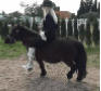 pony riding clips4all