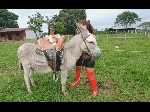 2_queens_1_donkey