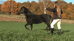 MHK_Working_Horse_1