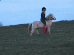 Pony-005