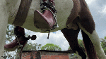 JinglingSpurs_OTKboots_Littlehorse_Katty