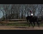 Stalliontraining
