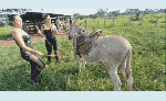 Adrianna_and_Sophie_donkey_ride