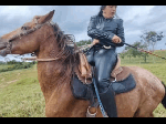 Cattle_scold
