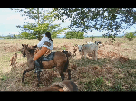 Field_work