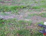 Wetminelliboots