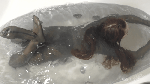 Latexwaterprooftest