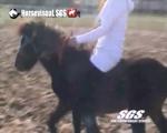 keerridingblackpony03