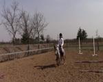 tonlinridingponyinclub