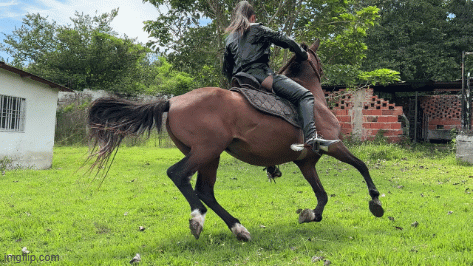 Horses / Riding (Ladies) - clips4all