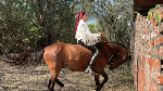 Riding_NOSHAIR_BootsQueen13_25