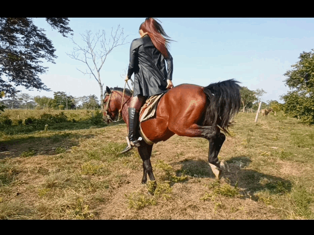 QUEENS OF THE HORSE / Female Video Stores - clips4all